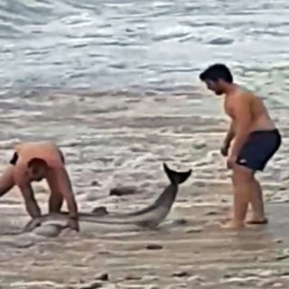 Συγκινητική επιχείρηση διάσωσης δελφινιού σε παραλία του δήμου Παγγαίου