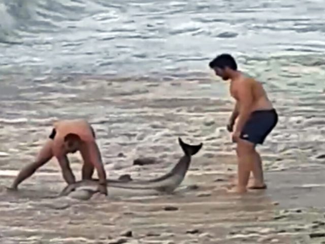 Συγκινητική επιχείρηση διάσωσης δελφινιού σε παραλία του δήμου Παγγαίου