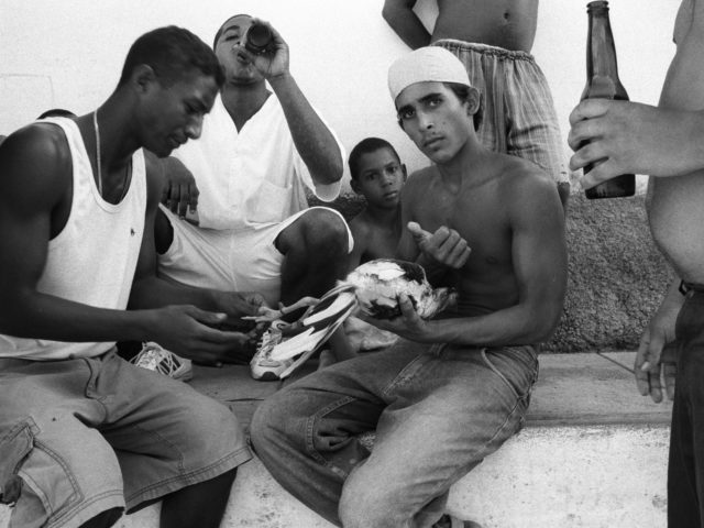 Κοκορομαχίες στην Κούβα