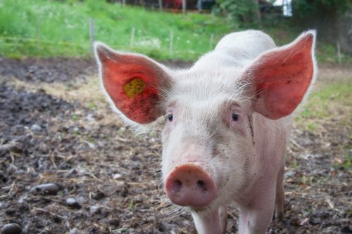 ΗΠΑ: Γουρούνια παίζουν βιντεοπαιχνίδια με τη μουσούδα τους