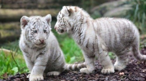 Πακιστάν: Δύο μωρά λευκά τιγράκια πέθαναν στο ζωολογικό πάρκο της Λαχόρης πιθανόν από covid-19