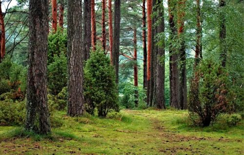 Δώδεκα περιβαλλοντικές οργανώσεις ζητούν απόσυρση διάταξης στο ν/σ για προστασία περιοχών του Natura 2000