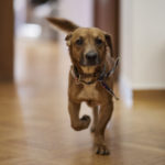 Πανελλήνια Φιλοζωική Ομοσπονδία: To σχέδιο νόμου για τα ζώα συντροφιάς ποινικοποιεί τη φιλοζωία