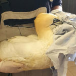 Ένα σπάνιο θαλασσοπούλι οδηγήθηκε για περίθαλψη στη Δράση για την Άγρια Ζωή