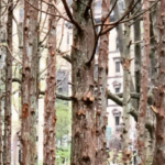 «Δάσος-φάντασμα», μια εγκατάσταση της γλύπτριας Maya Lin στο Μανχάταν