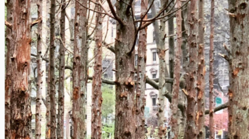 «Δάσος-φάντασμα», μια εγκατάσταση της γλύπτριας Maya Lin στο Μανχάταν