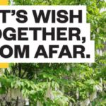 Διαδικτυακά θα διεξαχθεί φέτος το “Wish Tree” της Yoko Ono