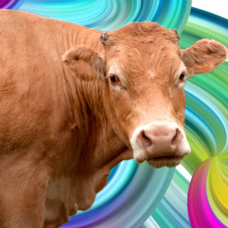 Μπορείς να συνεχίσεις να τρως κρέας χωρίς να θανατώνονται ζώα; Η τάση του cultured meat λέει «ναι»