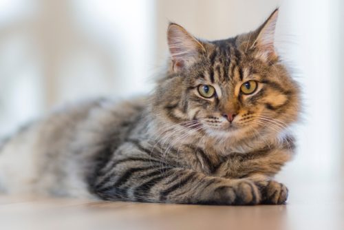 Έρευνα: Οι γάτες μπορούν να κολλήσουν κορωνοϊό από τους ανθρώπους