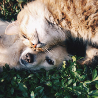 Ρωσία-Covid-19: Η χώρα παρήγαγε την πρώτη παρτίδα εμβολίων κατά του Covid-19 για ζώα