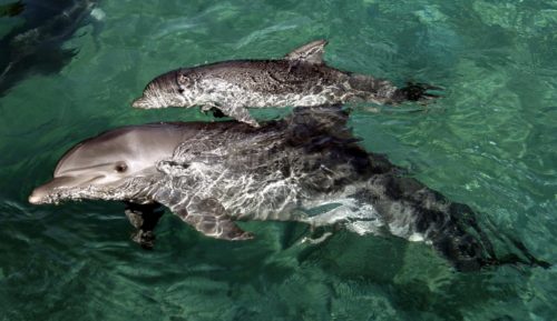 Νεκρά εντοπίστηκαν δύο δελφίνια και μία θαλάσσια χελώνα σε παραλίες της Β. Ελλάδας