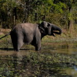 Ινδία: Κεραυνοί πιθανόν να προκάλεσαν τον θάνατο 18 άγριων ελεφάντων