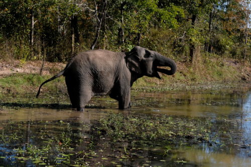 Ινδία: Κεραυνοί πιθανόν να προκάλεσαν τον θάνατο 18 άγριων ελεφάντων