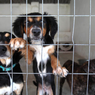 Στο Καταφύγιο του Σωκράτη τα αδέσποτα ζώα βρίσκουν αγάπη και φροντίδα