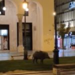 Θεσσαλονίκη: Αγριογούρουνο βγήκε βόλτα στην πλατεία Αριστοτέλους [ΒΙΝΤΕΟ]