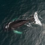 Φάλαινες τραγουδούν στο New York Bight [ΒΙΝΤΕΟ]