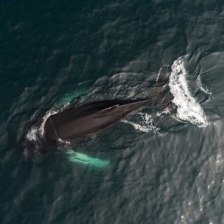 Φάλαινες τραγουδούν στο New York Bight [ΒΙΝΤΕΟ]