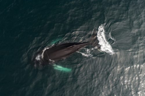 Φάλαινες τραγουδούν στο New York Bight [ΒΙΝΤΕΟ]