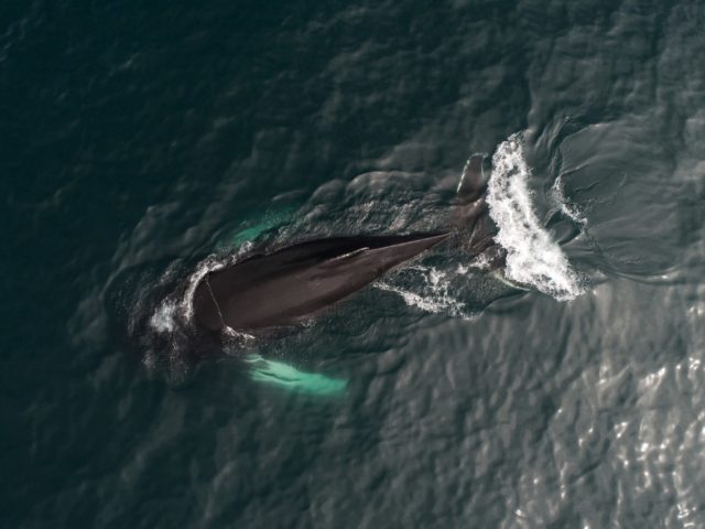 Φάλαινες τραγουδούν στο New York Bight [ΒΙΝΤΕΟ]