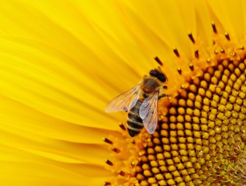 «Να προσέχετε τις μέλισσες, είναι ζωτικής σημασίας για το περιβάλλον», δήλωσε η Επίτροπος Στ. Κυριακίδου