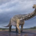 Αυστραλοτιτάνας: Μήκος όσο ένα γήπεδο μπάσκετ είχε ο νέος δεινόσαυρος που ανακαλύφθηκε