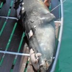 Αλόννησος: Προανακριτική εξέταση για τον θάνατο του «Κωστή»