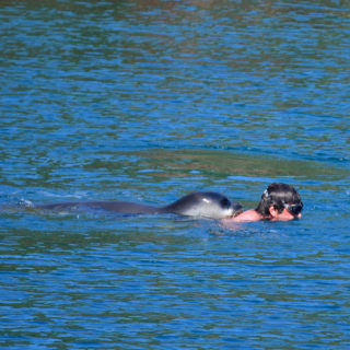 Φώκια ήθελε να παίξει με τουρίστα στην Αλόννησο και αυτός νόμιζε ότι του κάνει επίθεση