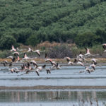 Χαλκιδική: Εθελοντές μάζεψαν 10 κιλά φυσίγγια από τον υγρότοπο όπου είχαν βρεθεί νεκρά φλαμίνγκο