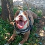 «Ο Ody δεν θα είναι ποτέ ξανά μαζί μας» – Διαφορετικές εκδοχές της ΕΛΑΣ και των ιδιοκτητών για το πώς κατέληξε νεκρός ο σκύλος