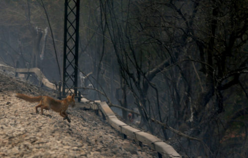 Αναζωπυρώσεις στην Αχλαδινή του δήμου της Αρχαίας Ολυμπίας- Διεκόπη η κυκλοφορία σε τμήμα της εθνικής οδού Τρίπολης – Πύργου