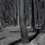 Λέκκας: «Επτά φορές πιο πιθανό να υπάρξουν πλημμύρες μετά τις πυρκαγιές»