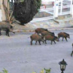 Εκάλη: Ετοιμάζουν κυνήγι αγριογούρουνου με εντολή του Δασαρχείου Πεντέλης