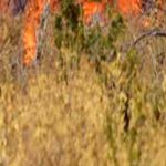 Φωτιά στην Αρκαδία: Εκλεισε τμήμα του αυτοκινητόδρομου Κορίνθου-Τρίπολης-Καλαμάτας -Οι εναλλακτικές διαδρομές