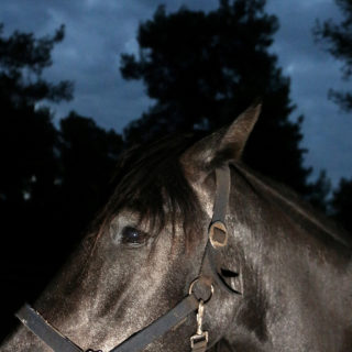 Τα άλογα της Αγίας Άννας στην Εύβοια κινδύνεψαν, χάθηκαν και ξαναγύρισαν στο σπίτι τους