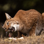 Ο λύγκας, το εξαφανισμένο στην Ελλάδα αιλουροειδές επιστρέφει