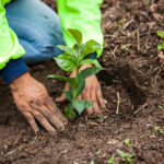 Η Nestlé παρουσιάζει το σχέδιο της για τη μετάβαση σε ένα αναγεννητικό σύστημα τροφίμων