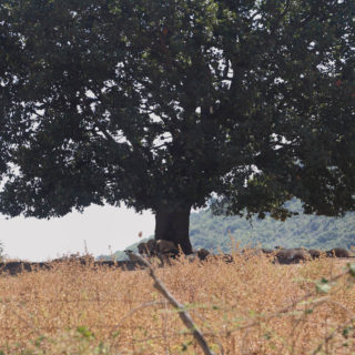 Τα δέντρα της Νήσσας
