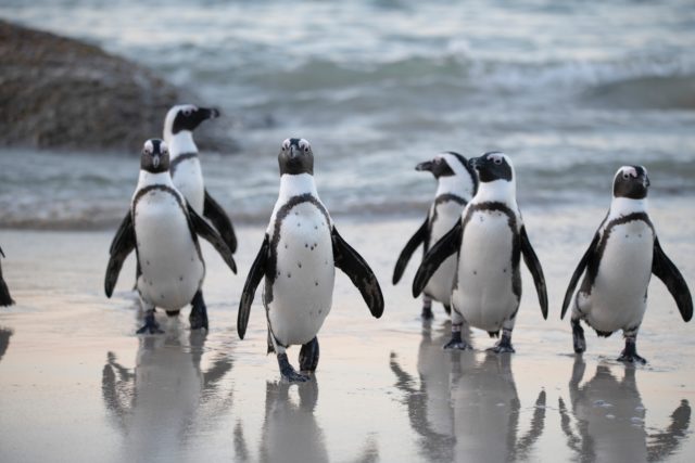 Νότια Αφρική: Μέλισσες σκότωσαν 63 πιγκουίνους ενός απειλούμενου είδους
