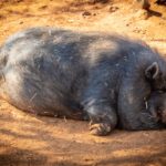 Η θέση 7 περιβαλλοντικών φορέων για την αναστολή της απόφασης του δασαρχείου για τα αγριογούρουνα