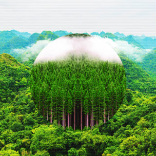 Γιατί οι Ιάπωνες κλαίνε πάνω από τις αναδασώσεις τους;