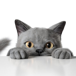 Πώς βρήκα την Ιθάκη μου στην Οδύσσεια της κινητής τηλεφωνίας: Μια πραγματική ιστορία