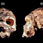 Ανακαλύφθηκε ένας νέος πρόγονος του ανθρώπου