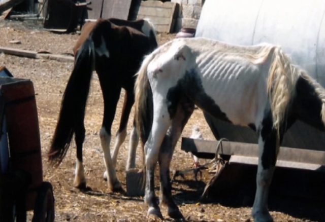 Ομόφωνα ένοχος ο 72χρονος εκτροφέας με τα κακοποιημένα άλογα στον Ασπρόπυργο