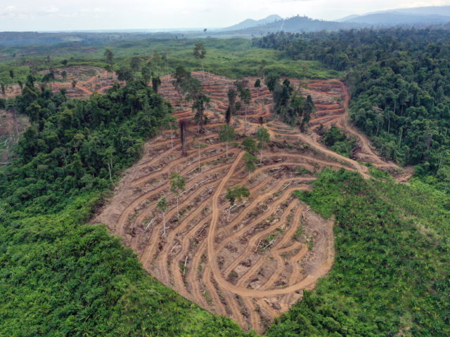 COP26: Οι παγκόσμιοι ηγέτες θα δεσμευτούν για τον τερματισμό της αποψίλωσης των δασών ως το 2030