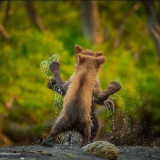 Για πολλά γέλια: Οι νικήτριες φωτογραφίες στον διαγωνισμό «The Comedy Wildlife»