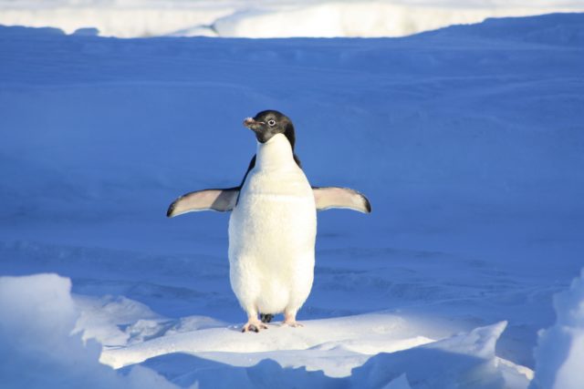 Πιγκουίνος διένυσε 3.000 χλμ από την Ανταρκτική στη Νέα Ζηλανδία