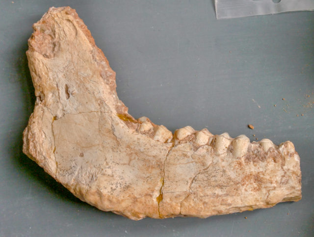 Στο φως απολιθωμένα οστά ζώων που έζησαν στη Λέσβο πριν από 2 εκατομμύρια χρόνια