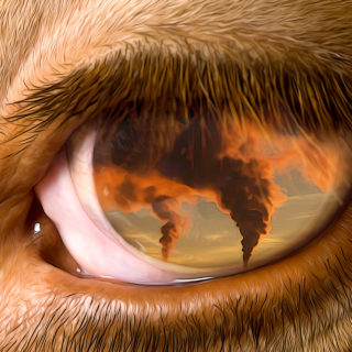 Γιατί δεν μιλάμε για την αγελάδα στο δωμάτιο;