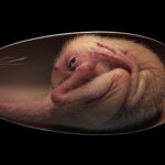 Ανακαλύφθηκε στην Κίνα το τελειότερα διατηρημένο έμβρυο μέσα σε απολιθωμένο αυγό δεινοσαύρου [ΒΙΝΤΕΟ]