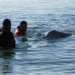 Τι έδειξαν τα αποτελέσματα νεκροψίας της νεαρής ραμφοφάλαινας